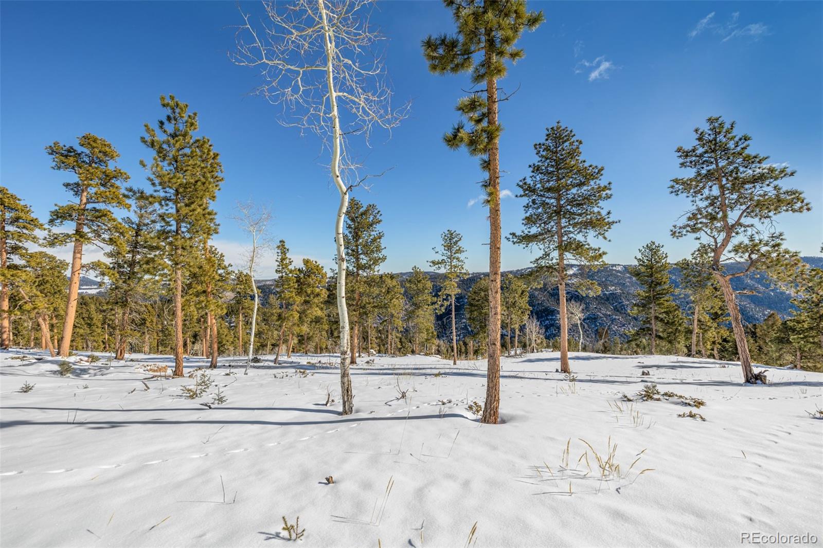 13144 Pine Country Lane Conifer CO 80433