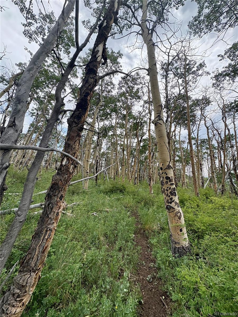 74 Forest Drive Fairplay CO 80440