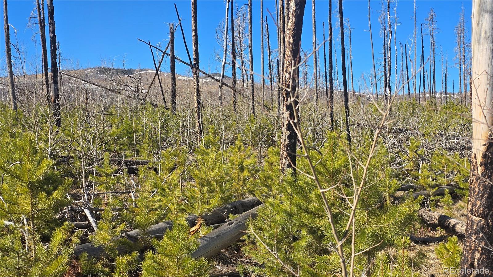 Lot 1460 Von Heyl Lane Fort Garland CO 81133