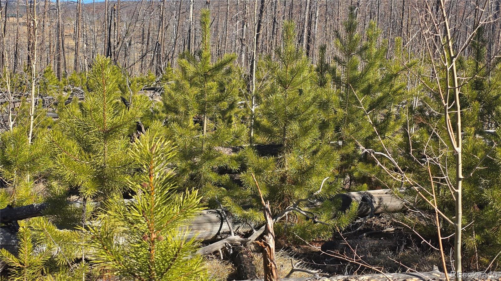 Lot 1460 Von Heyl Lane Fort Garland CO 81133