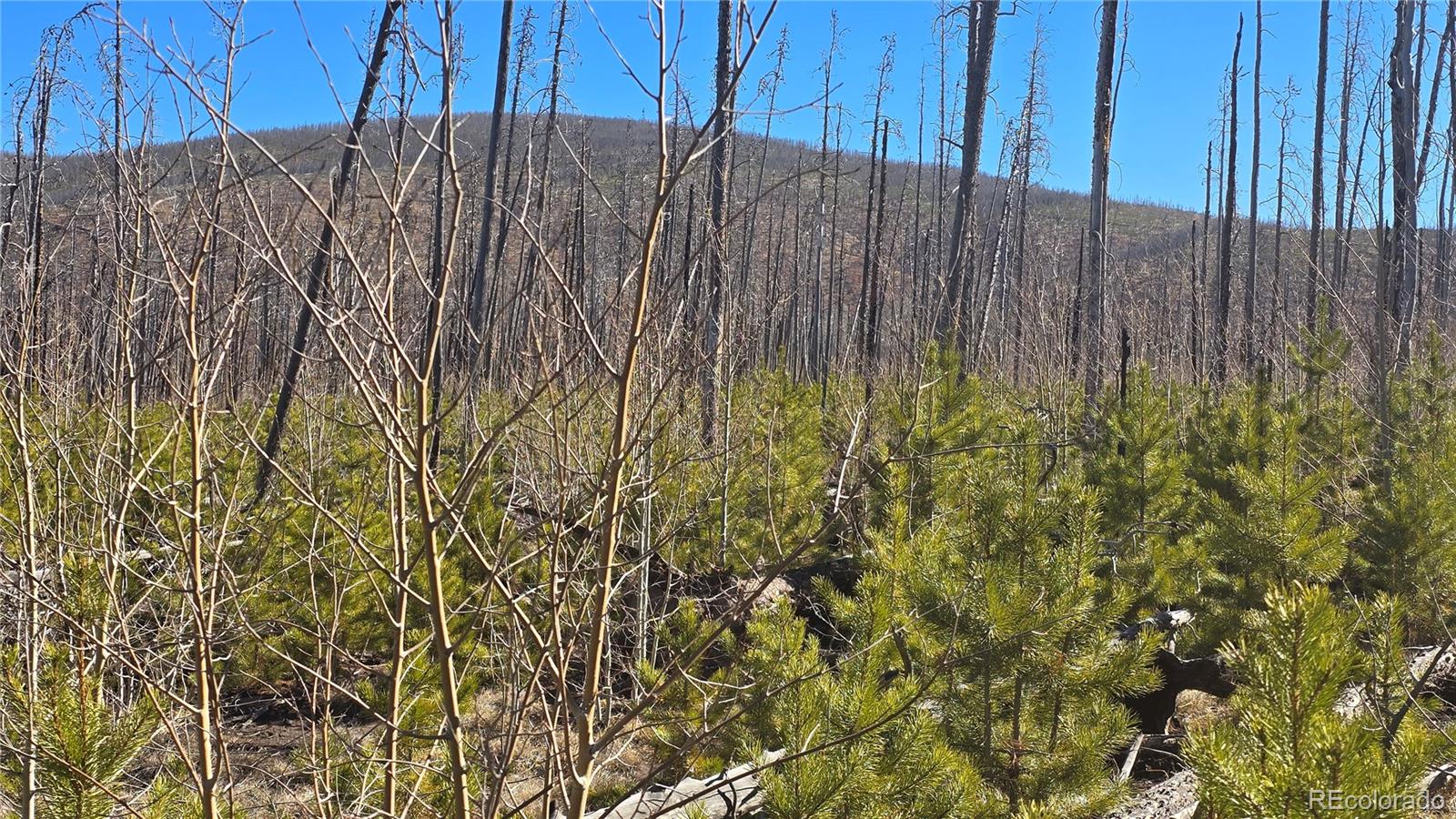 Lot 1460 Von Heyl Lane Fort Garland CO 81133