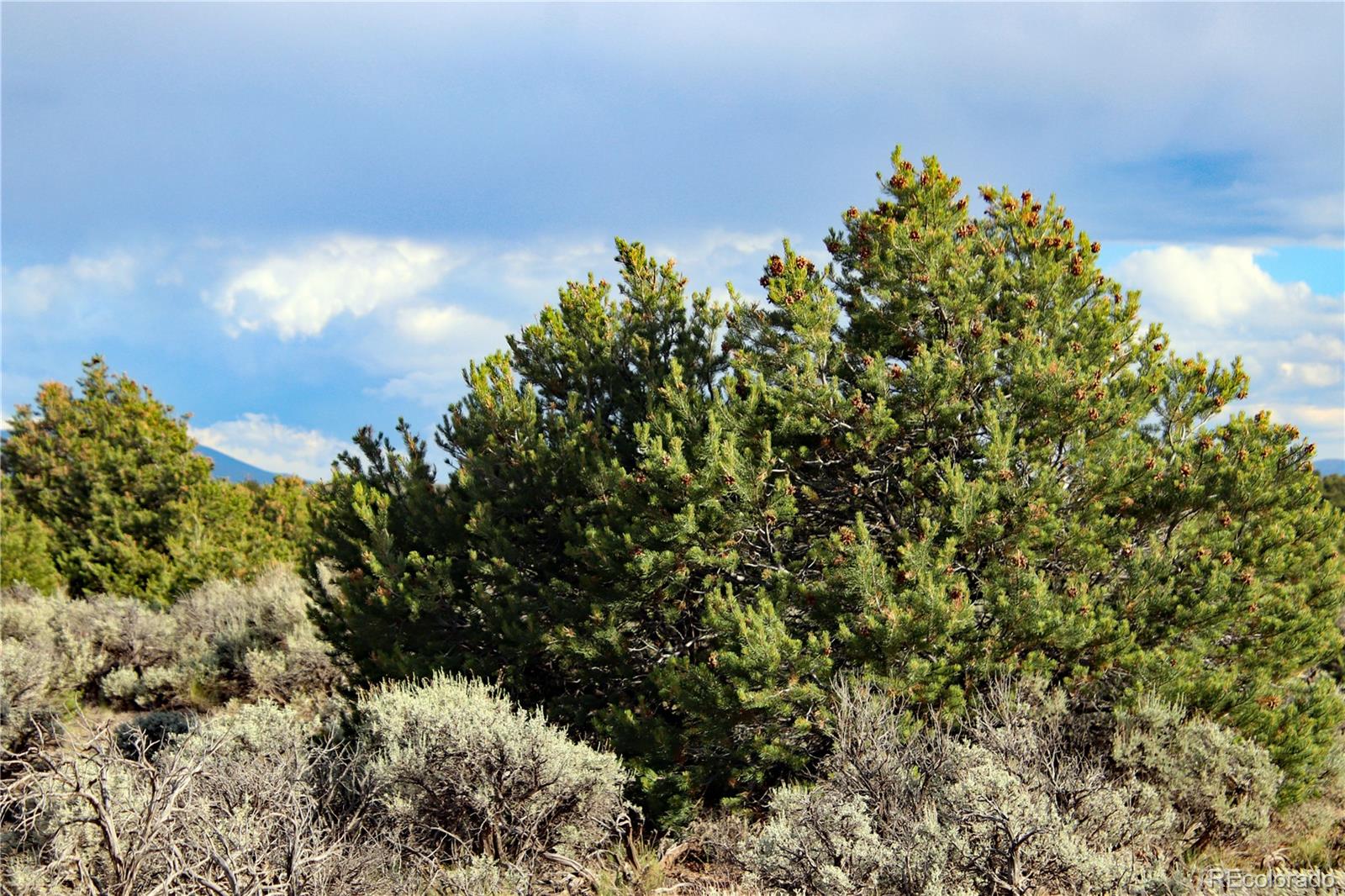 Parcel 5 N Canyon Road San Luis CO 81152