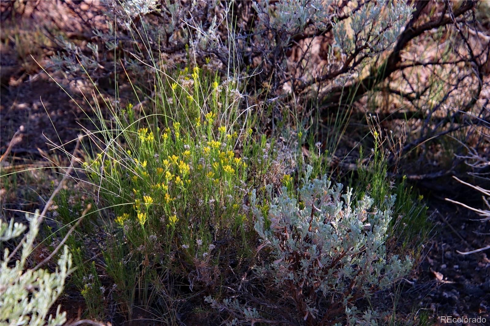 Parcel 5 N Canyon Road San Luis CO 81152