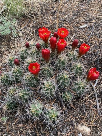 28750 County Road 304 Buena Vista CO 81211