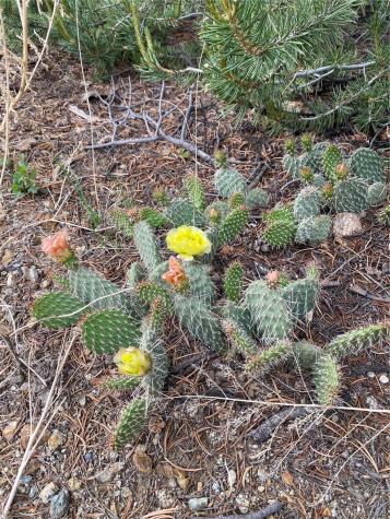 28750 County Road 304 Buena Vista CO 81211