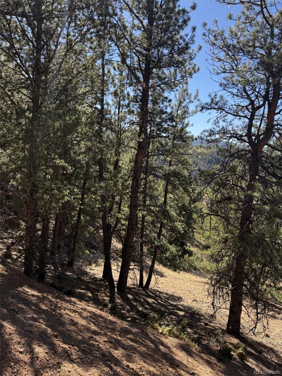 1440 Pikes Peak Drive Divide CO 80814