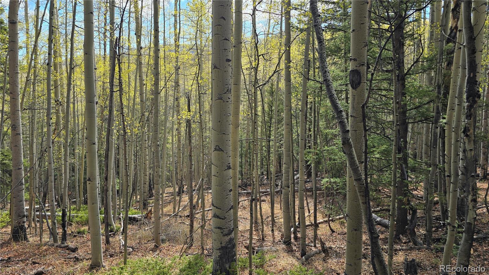 Lot 5244 Crossman Road Fort Garland CO 81133