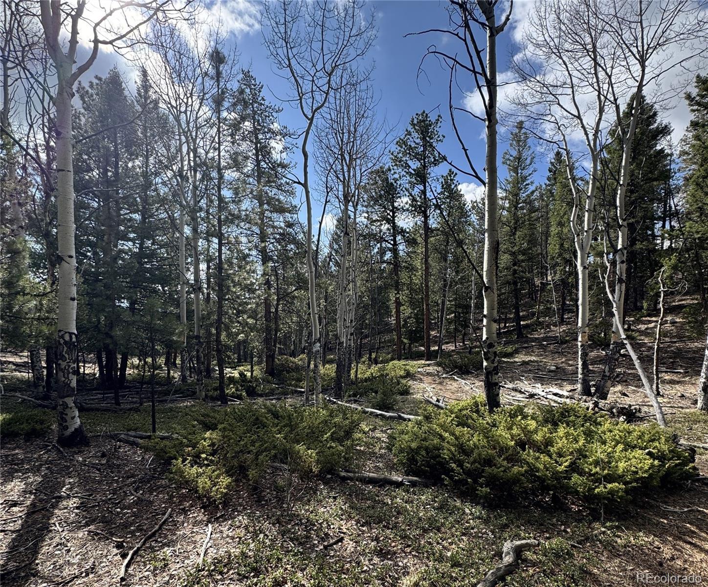 30317 Aspen Turn Buena Vista CO 81211
