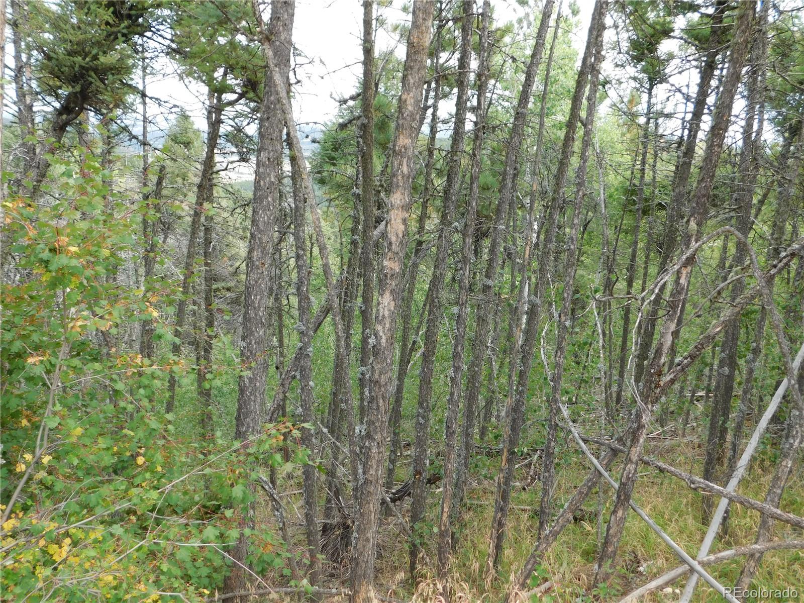 13670 Spruce Creek Circle Larkspur CO 80118