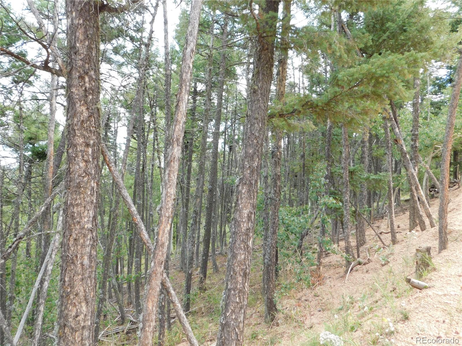 13670 Spruce Creek Circle Larkspur CO 80118