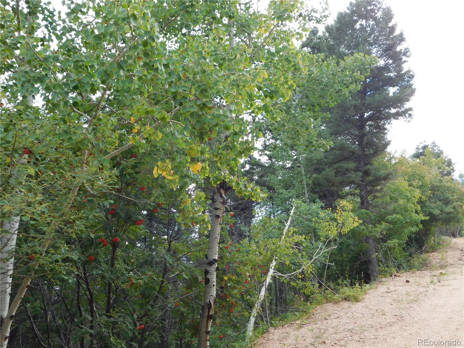 13670 Spruce Creek Circle Larkspur CO 80118