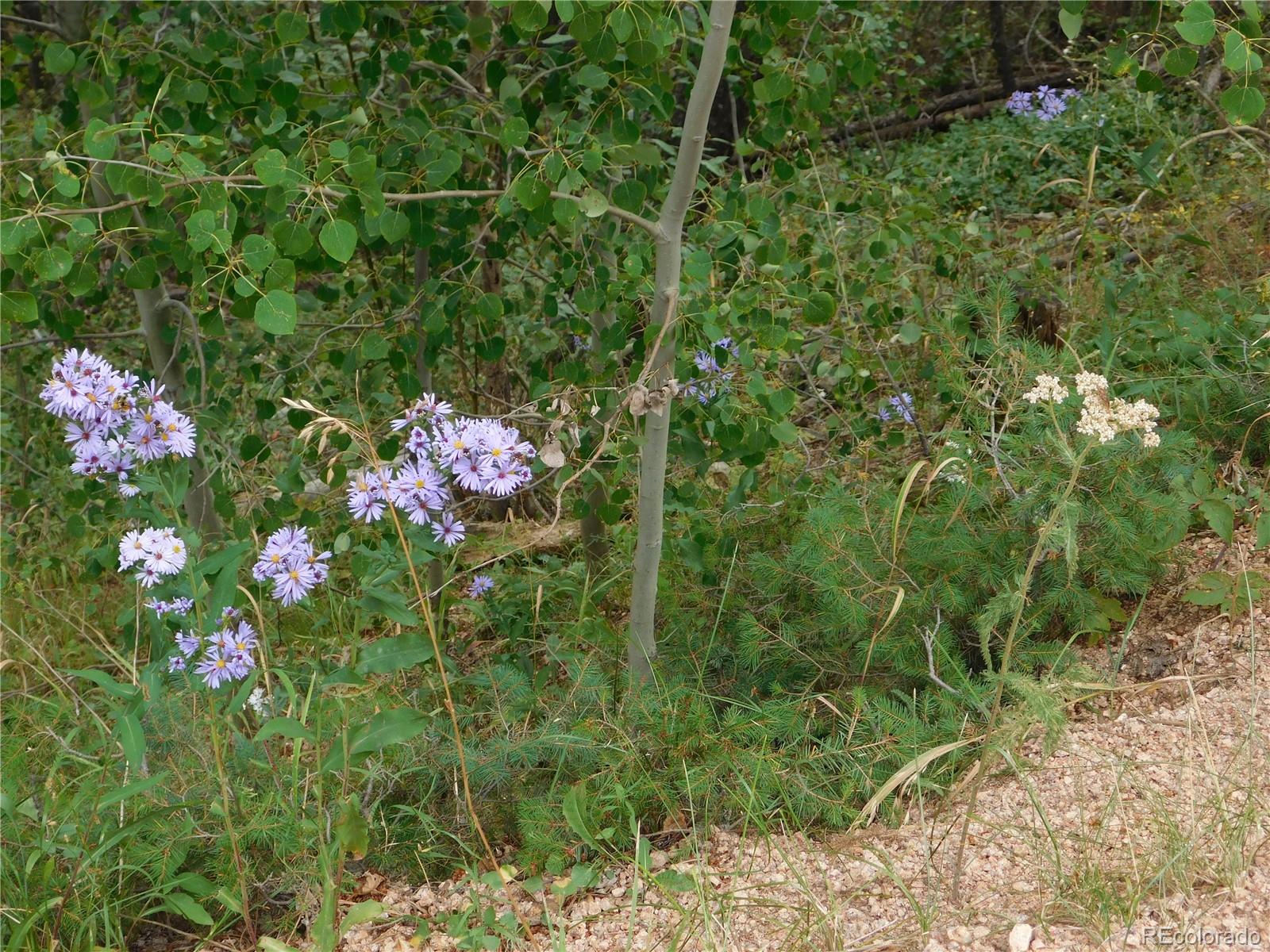 13670 Spruce Creek Circle Larkspur CO 80118