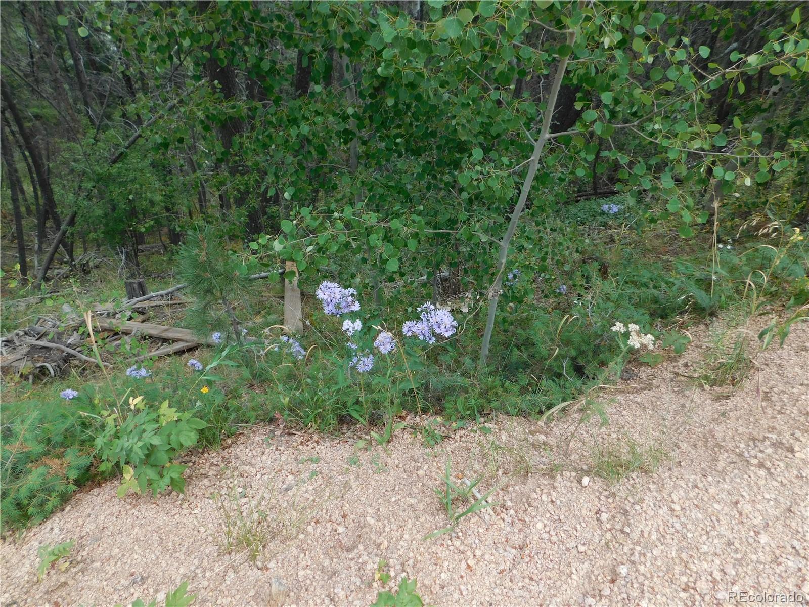 13670 Spruce Creek Circle Larkspur CO 80118