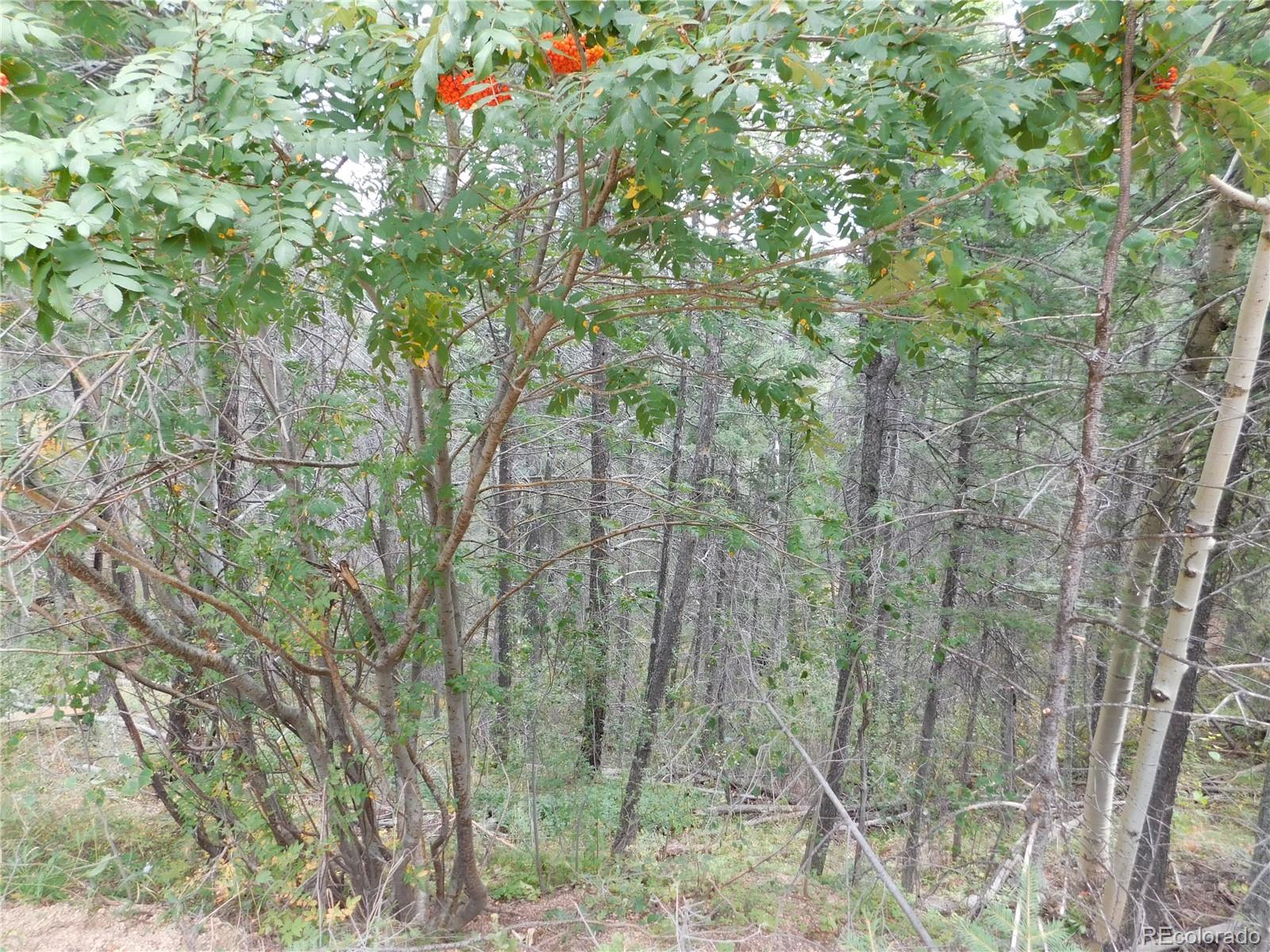 13670 Spruce Creek Circle Larkspur CO 80118