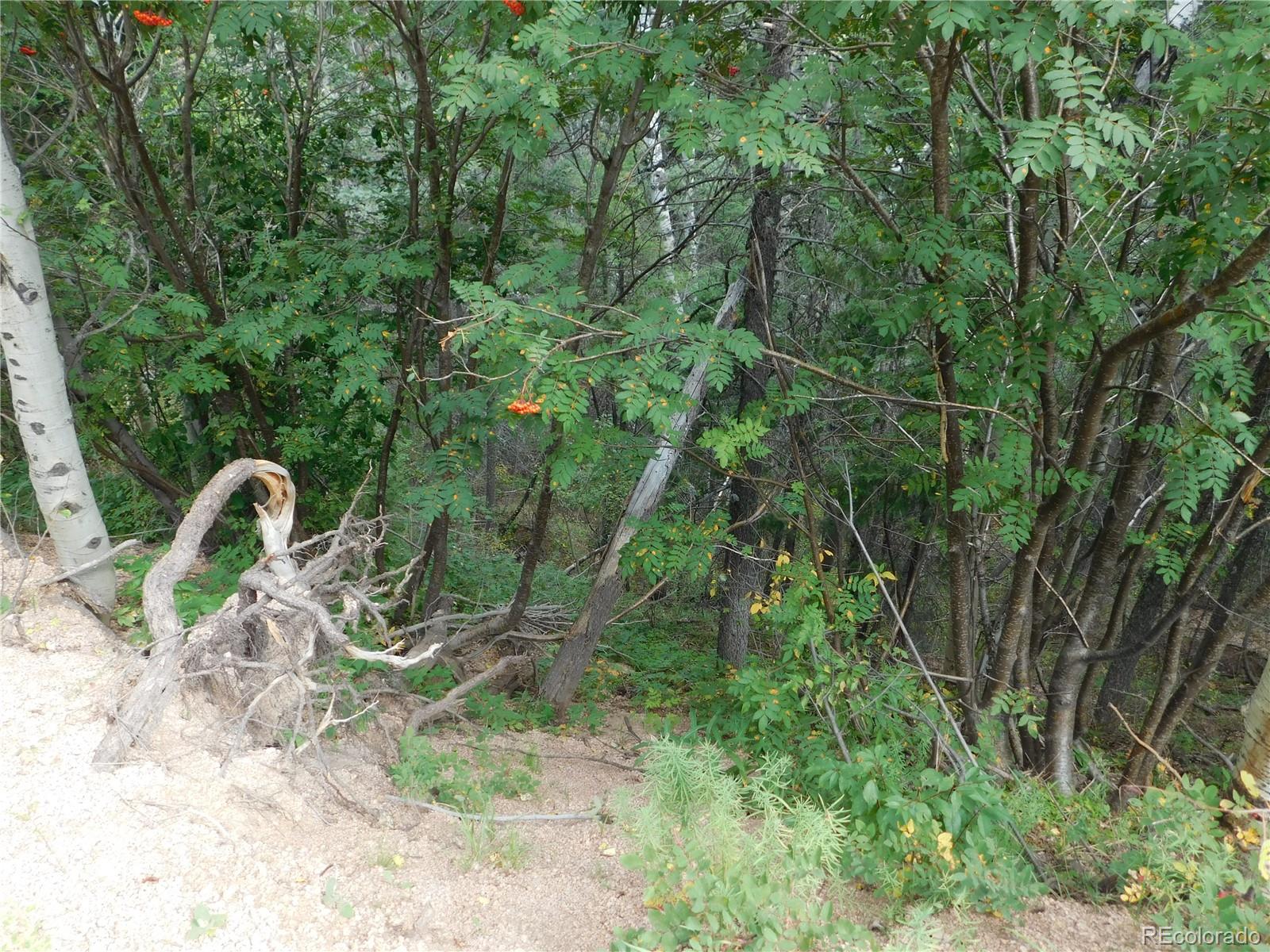 13670 Spruce Creek Circle Larkspur CO 80118