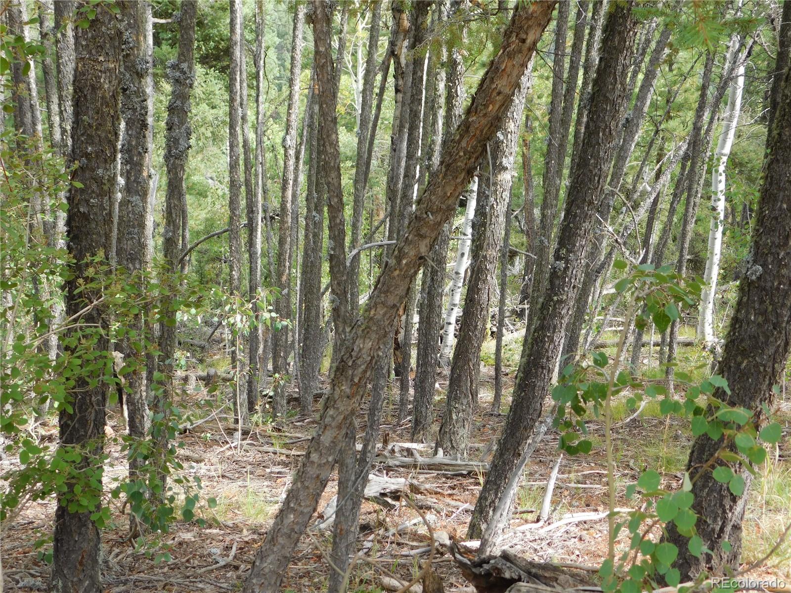 13670 Spruce Creek Circle Larkspur CO 80118