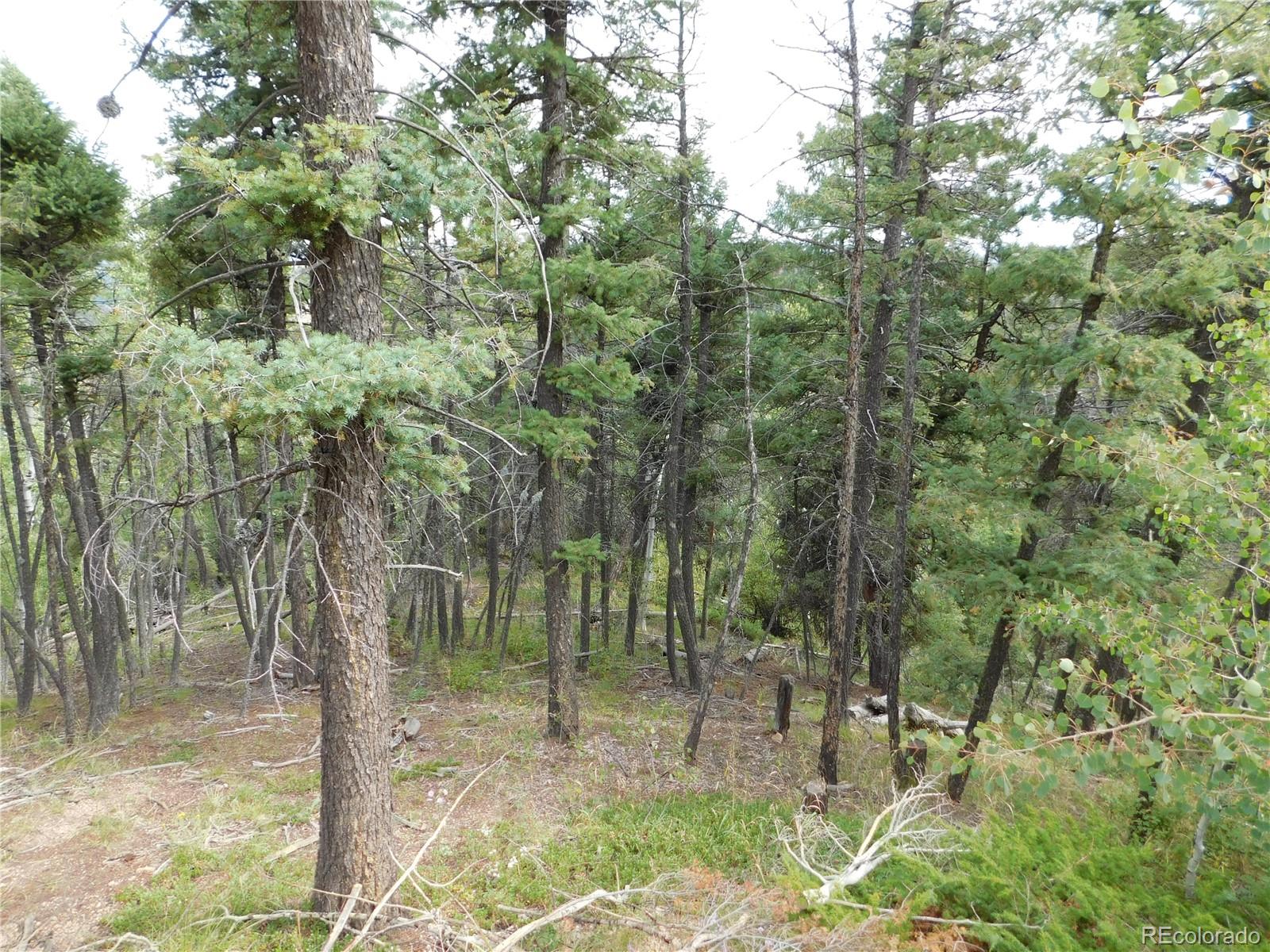 13670 Spruce Creek Circle Larkspur CO 80118