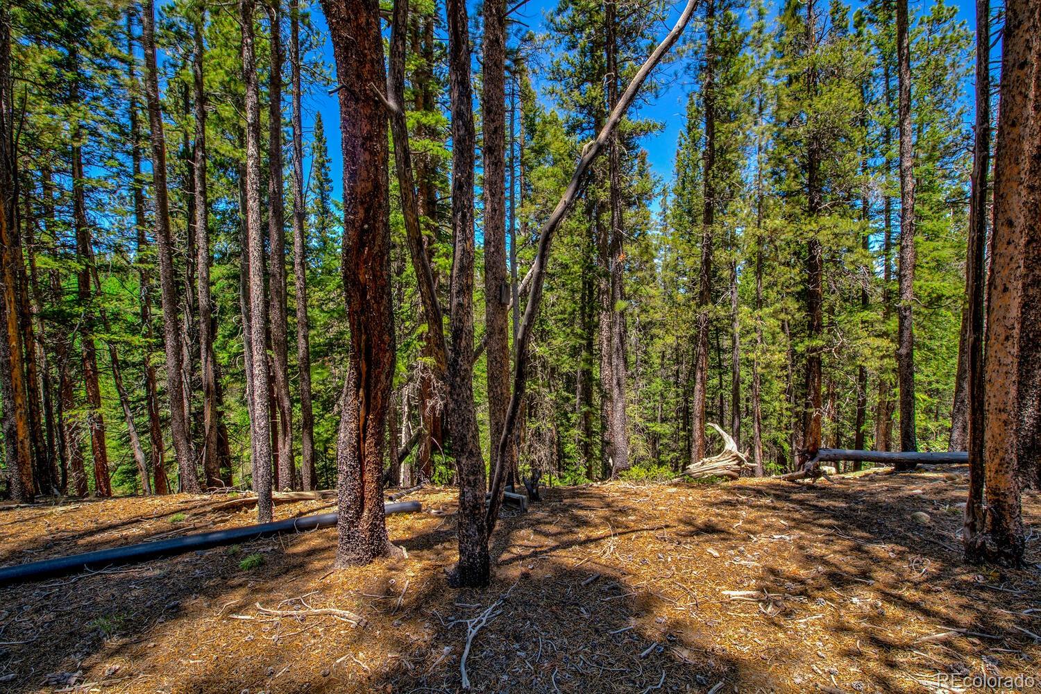 4100 Co Road 1 Fairplay CO 80440