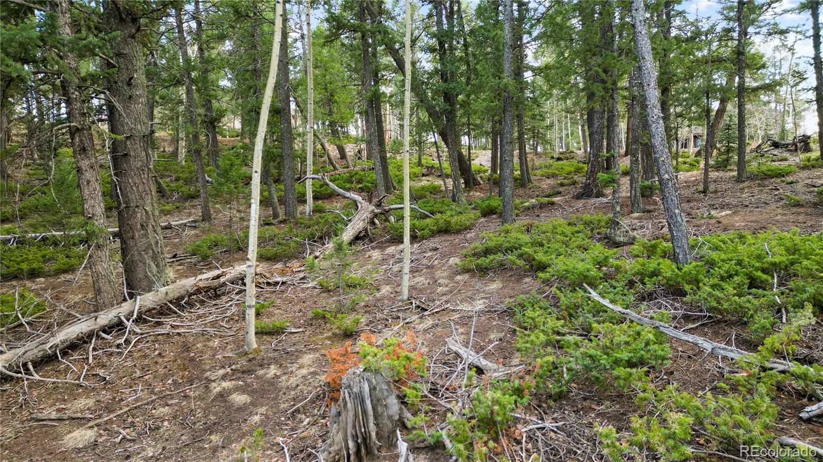68 Yale Place Woodland Park CO 80863