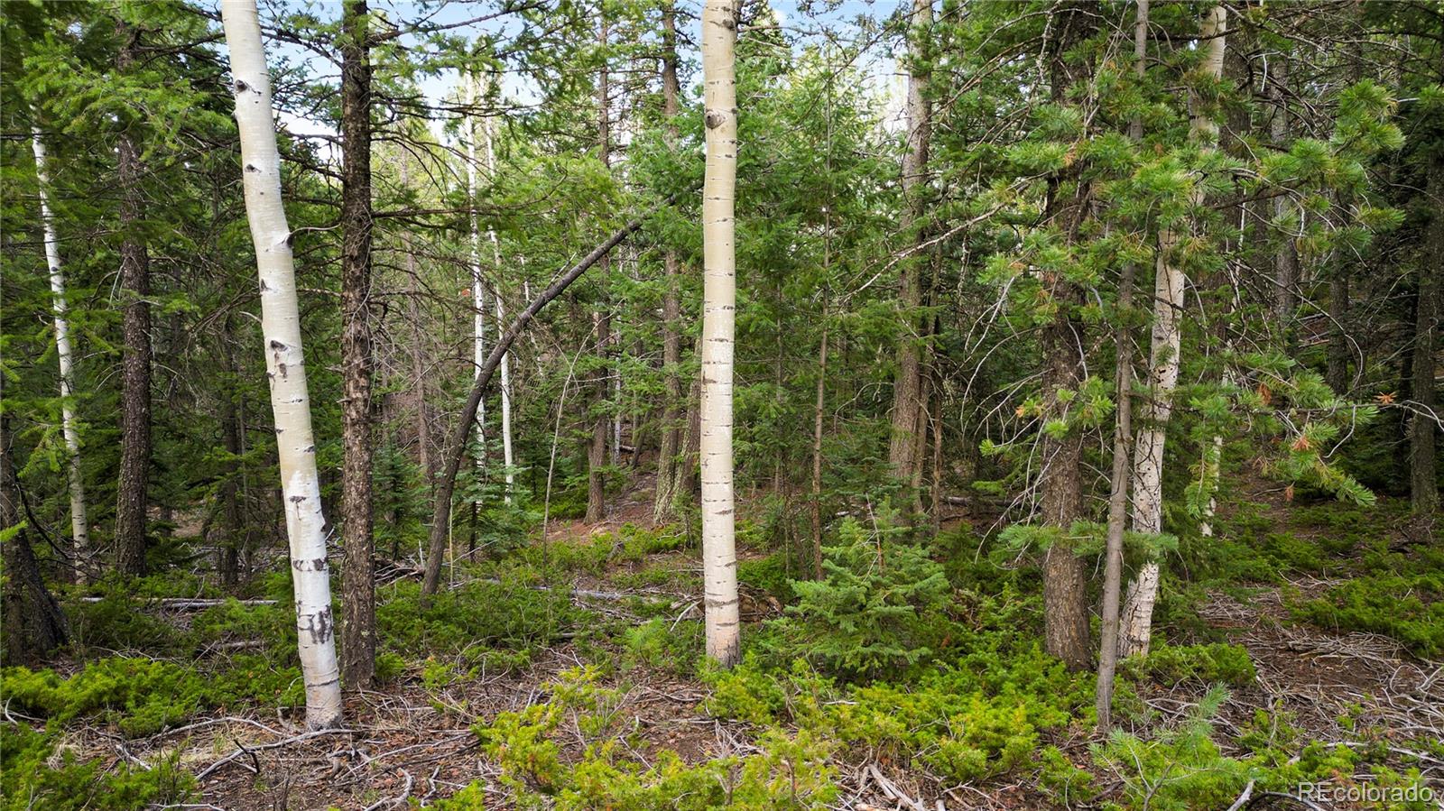 68 Yale Place Woodland Park CO 80863