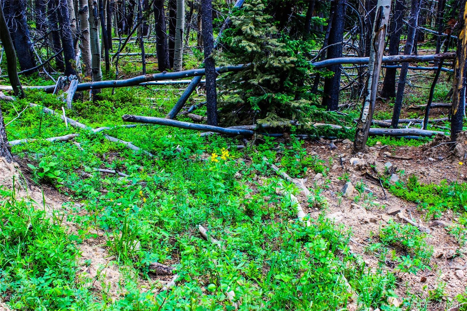 4 Roosevelt Ridge Black Hawk CO 80422