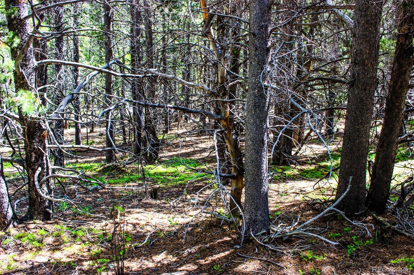 4 Roosevelt Ridge Black Hawk CO 80422