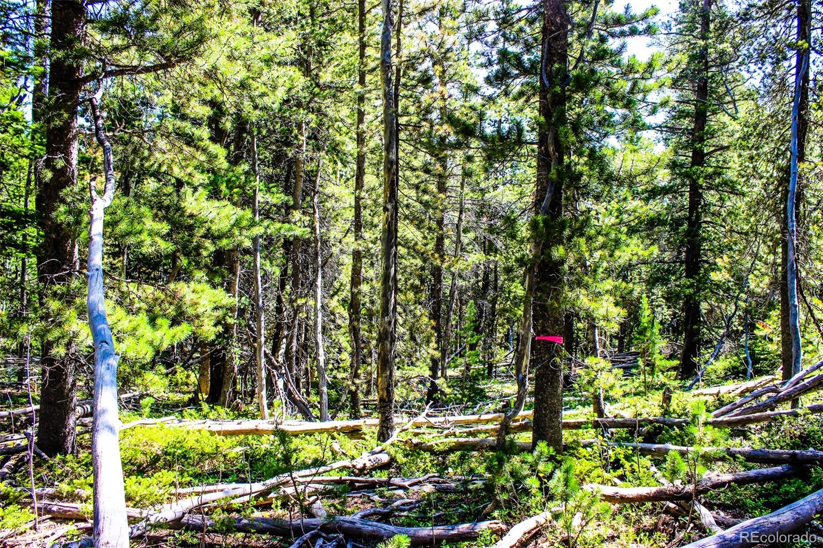 4 Roosevelt Ridge Black Hawk CO 80422