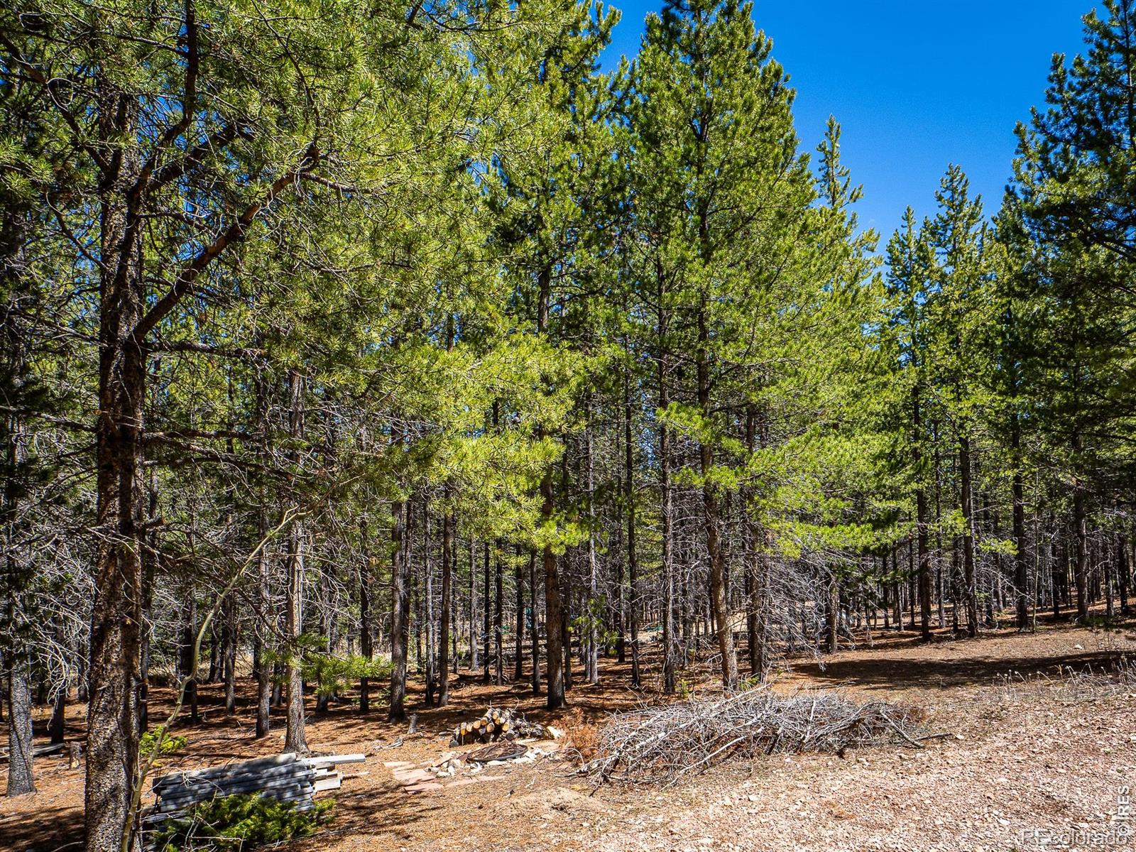 591 Tuscarora Way Red Feather Lakes CO 80545
