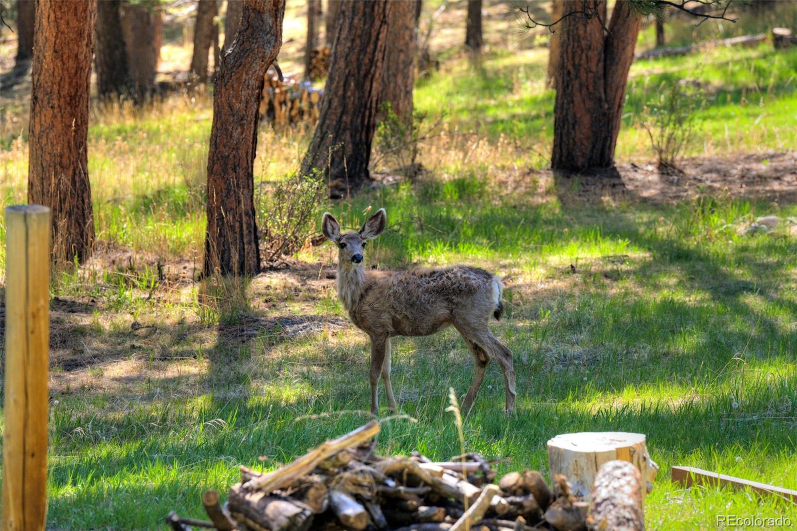 281 Kings Evergreen CO 80439