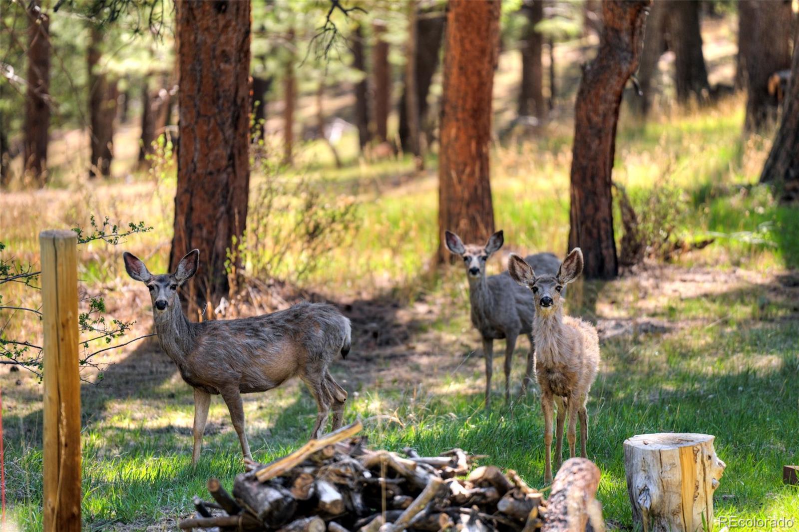281 Kings Evergreen CO 80439