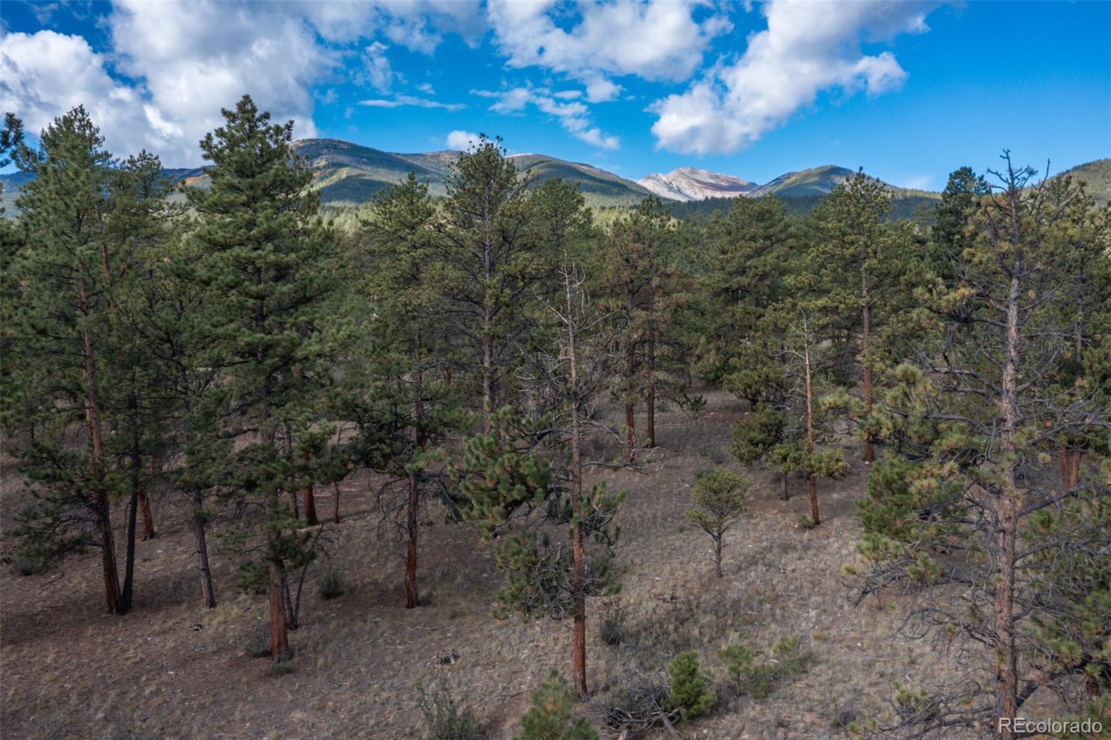 30664 Gray Jay Draw Buena Vista CO 81211