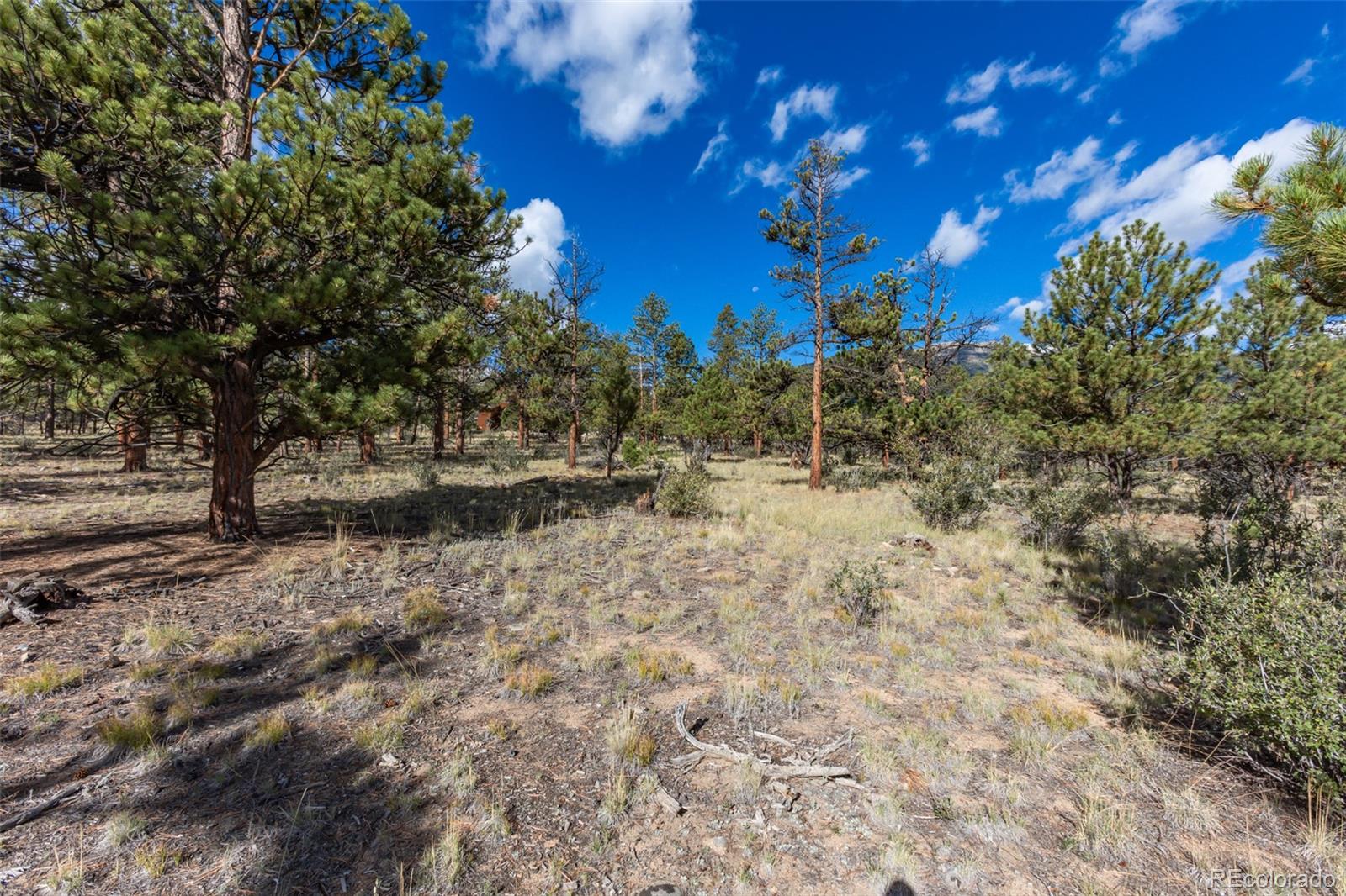 30664 Gray Jay Draw Buena Vista CO 81211