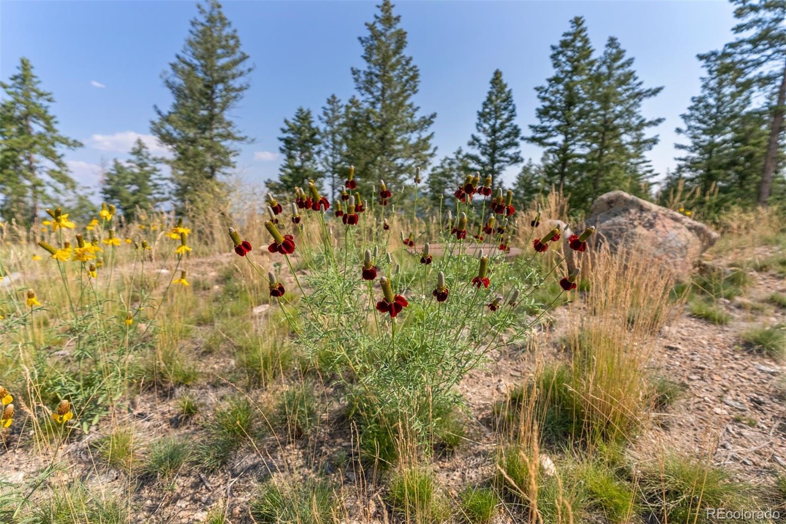6371 Canyon Creek Road Evergreen CO 80439