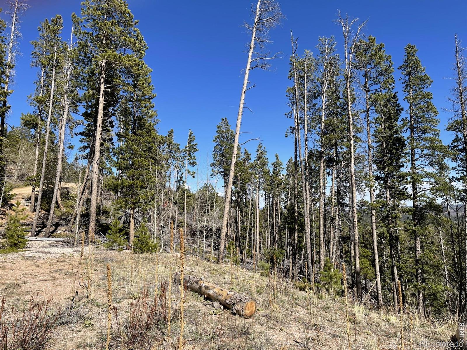 66 Piegan Court Red Feather Lakes CO 80545