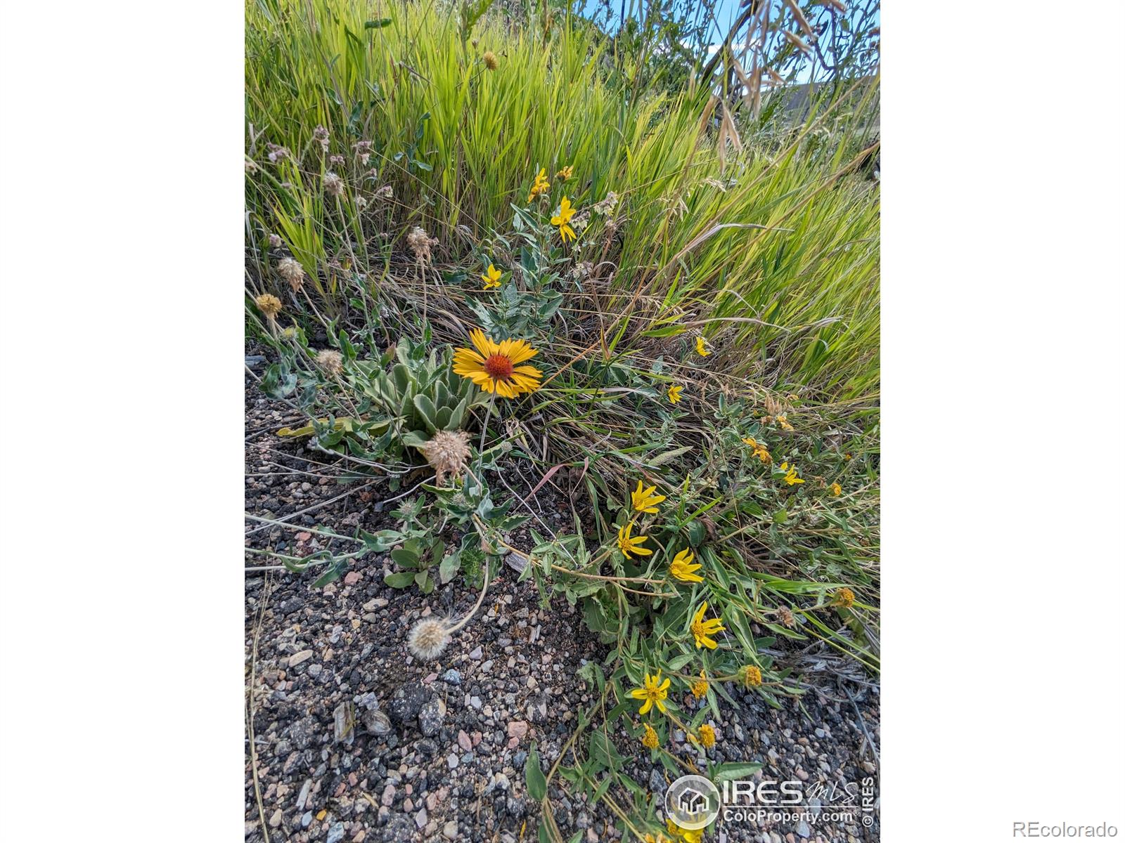 1737 Eiger Road Livermore CO 80536