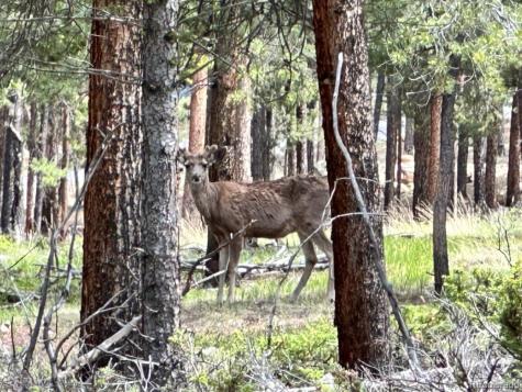 30385 National Forest Drive Buena Vista CO 81211