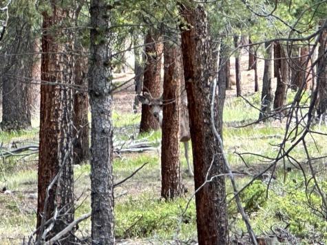 30385 National Forest Drive Buena Vista CO 81211