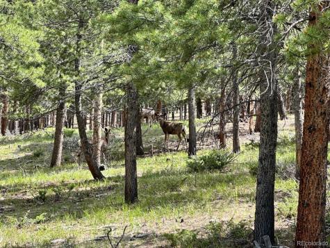 30385 National Forest Drive Buena Vista CO 81211