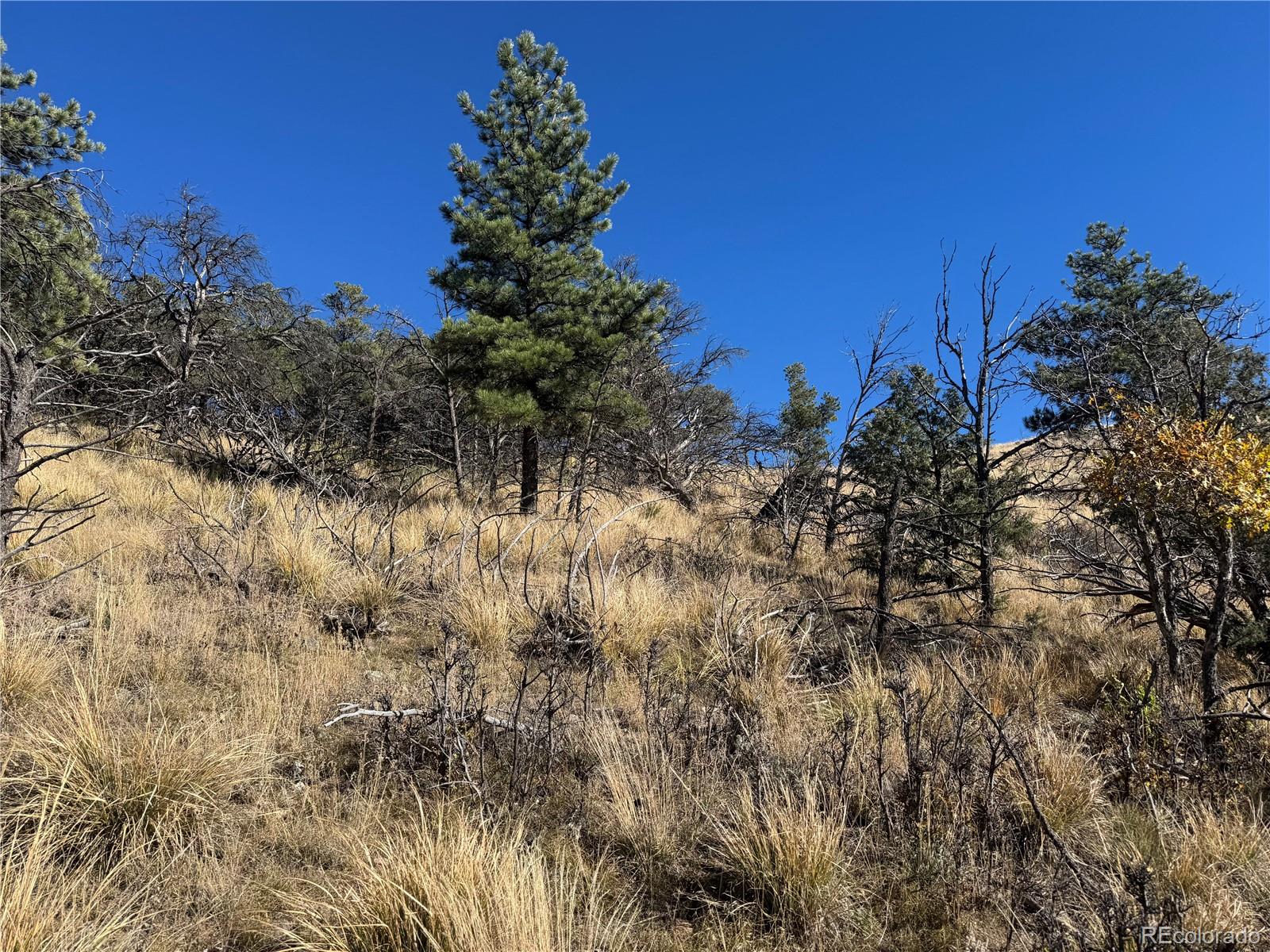 0 G Path Cotopaxi CO 81223
