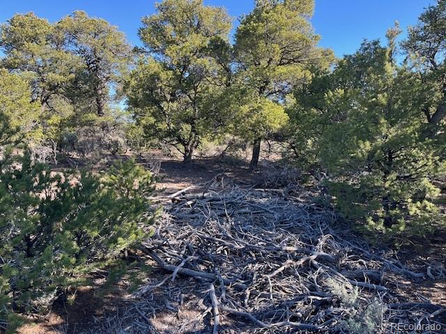 Lot 4 Elk Park Road San Luis CO 81152