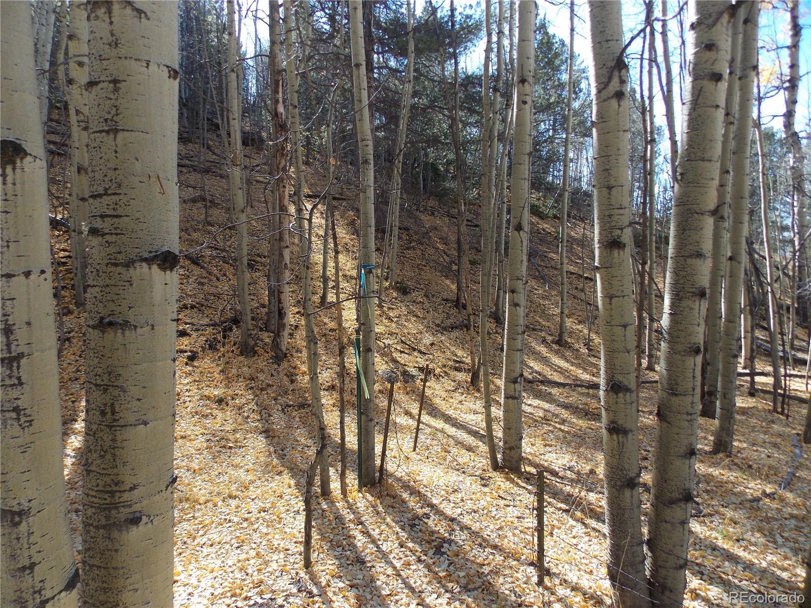 1944 May Queen Drive Cripple Creek CO 80813