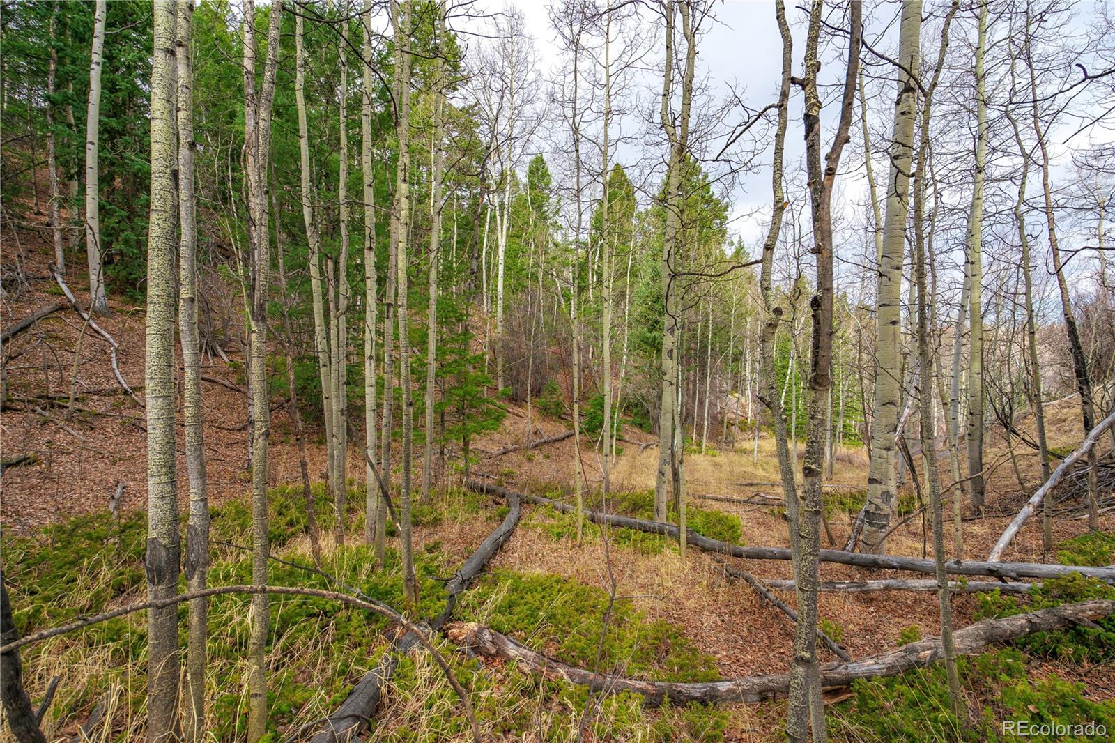 130 Grey Eagle Way Cripple Creek CO 80813