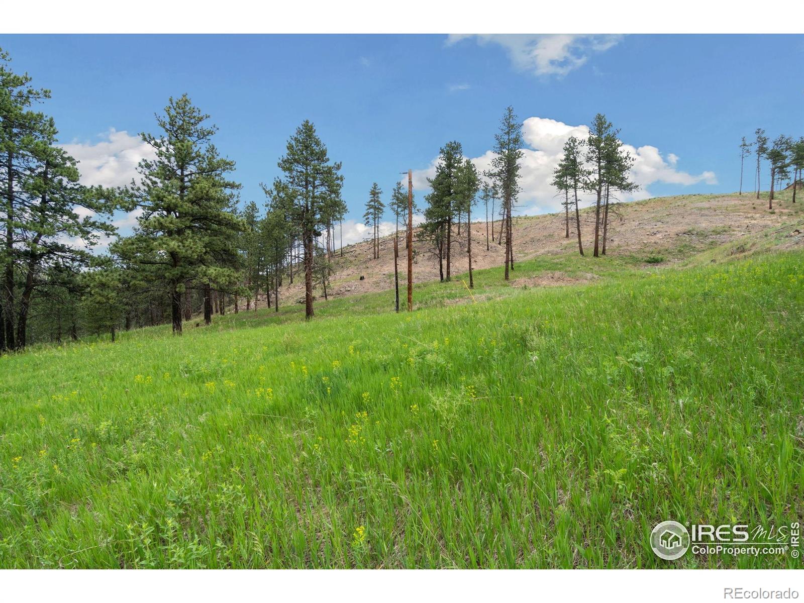 620 Davis Ranch Road Bellvue CO 80512