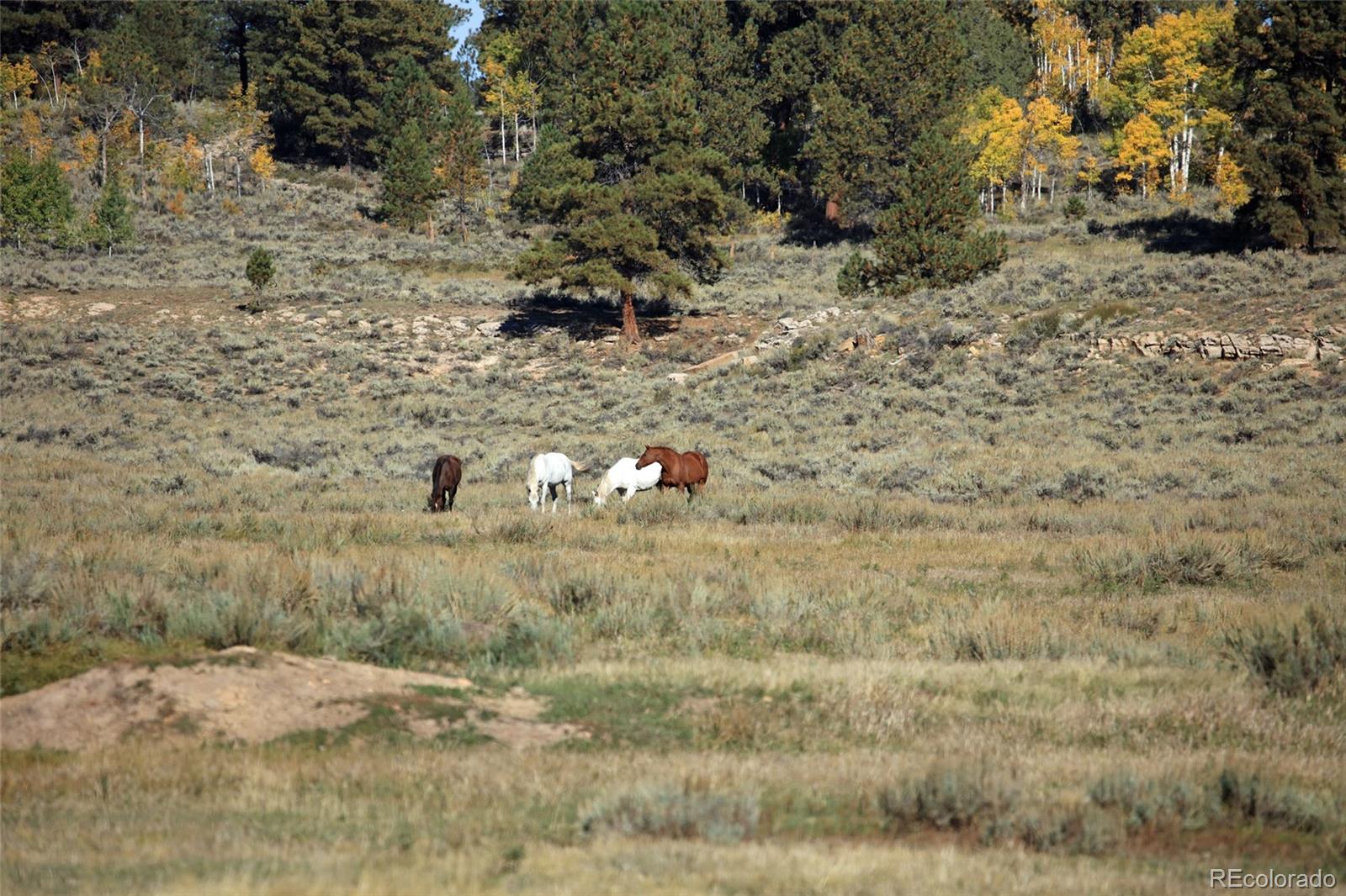 000 Divide (Louie Pasture) Road Whitewater CO 81527