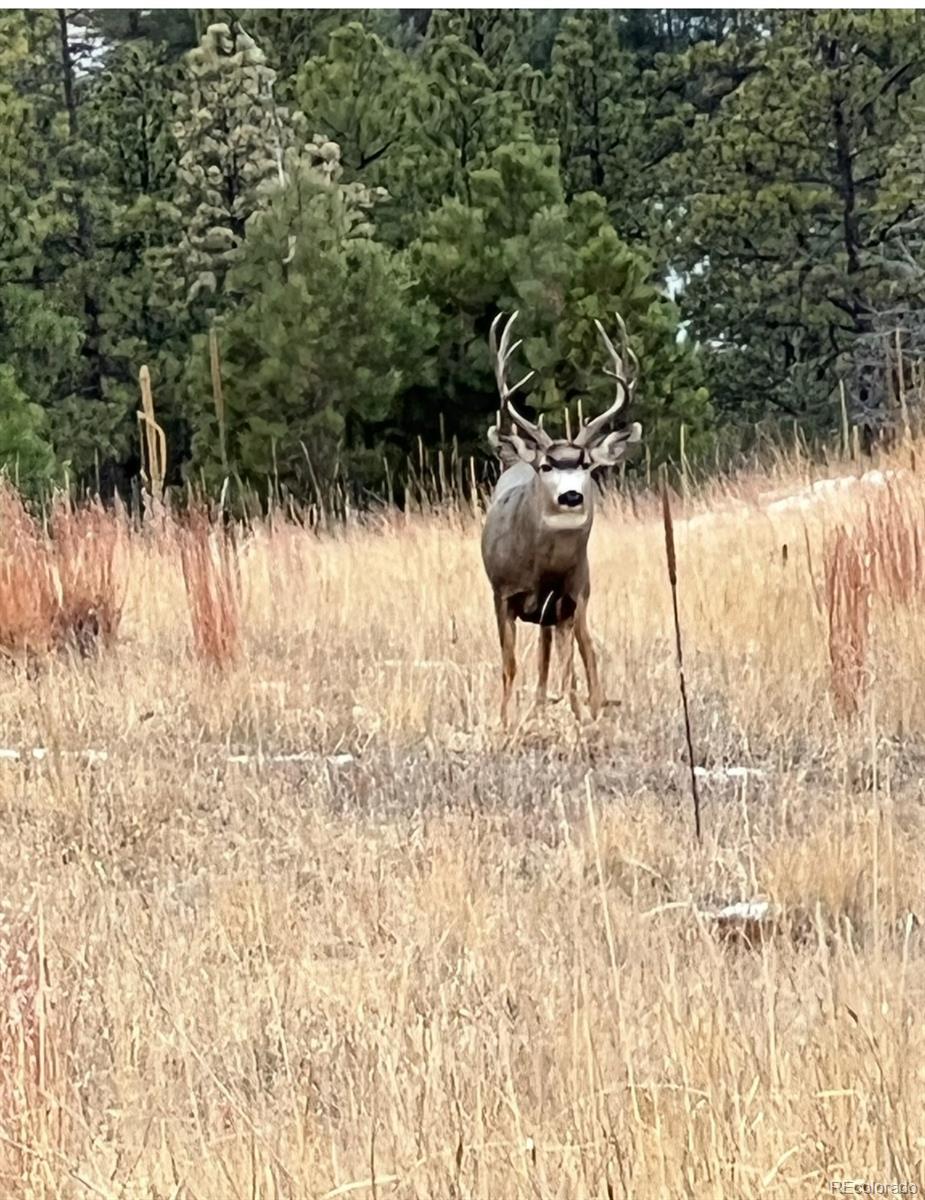 Rancho Escondido Lot 23c Weston CO 81091