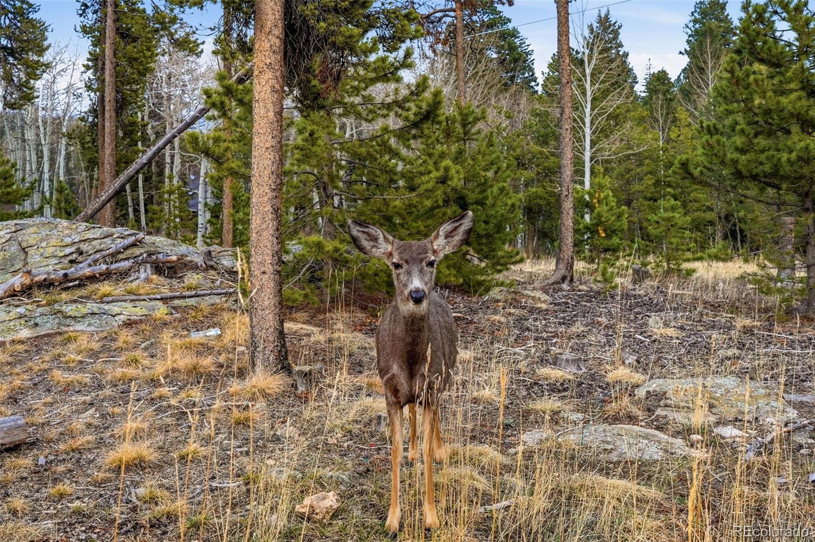 31551 Black Widow Drive Conifer CO 80433