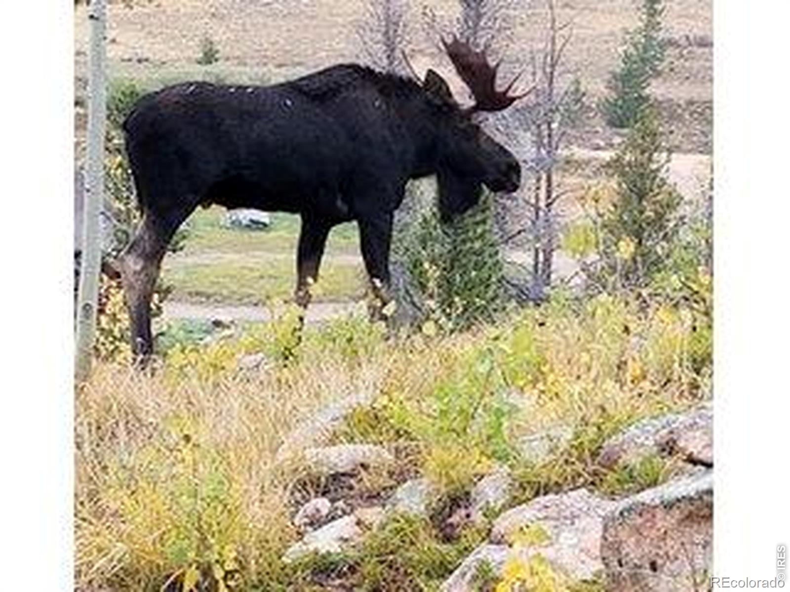 534 Blackfoot Road Red Feather Lakes CO 80545