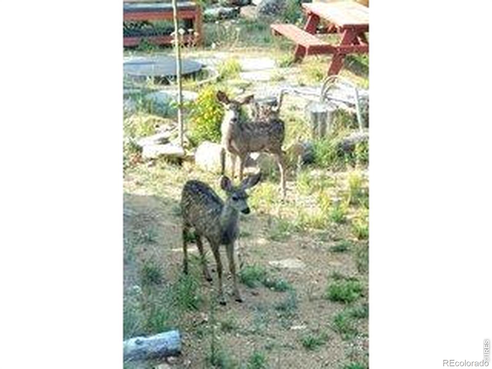 534 Blackfoot Road Red Feather Lakes CO 80545