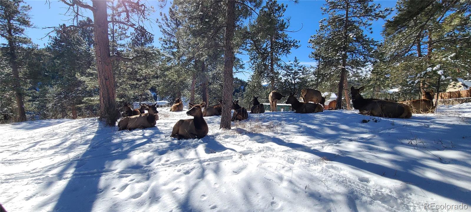 27901 Pine Drive Evergreen CO 80439