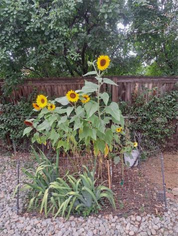 6164 Brentwood Street Arvada CO 80004